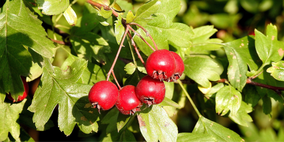 Hawthorn